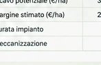 Oliveto italiano